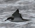 Buller's Shearwater